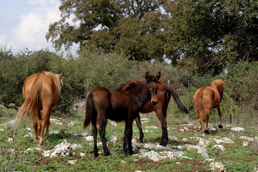 Masseria Iazzo Scagno Мартина-Франка Экстерьер фото